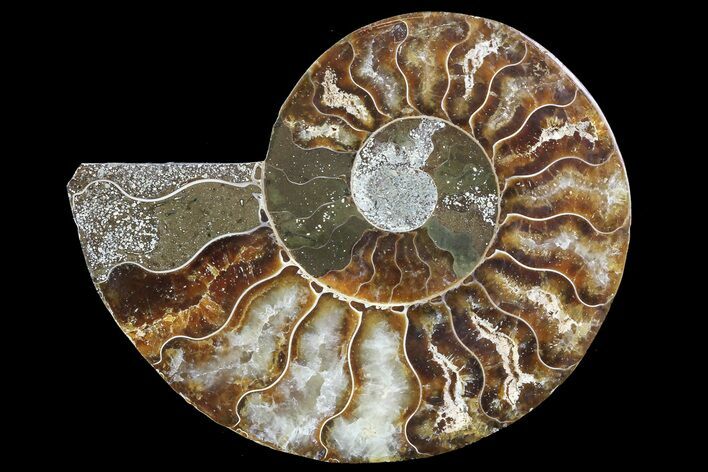 Agatized Ammonite Fossil (Half) - Madagascar #83819